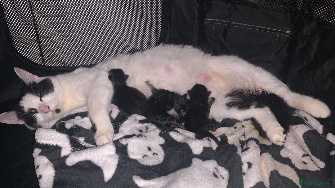 British Shorthair cats for sale: Beautiful, friendly kittens for sale (1 boy left) in Petworth - Advert 1