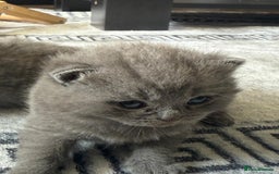 British Shorthair cats for sale: Five cute and naughty kittens for sale - Image 8