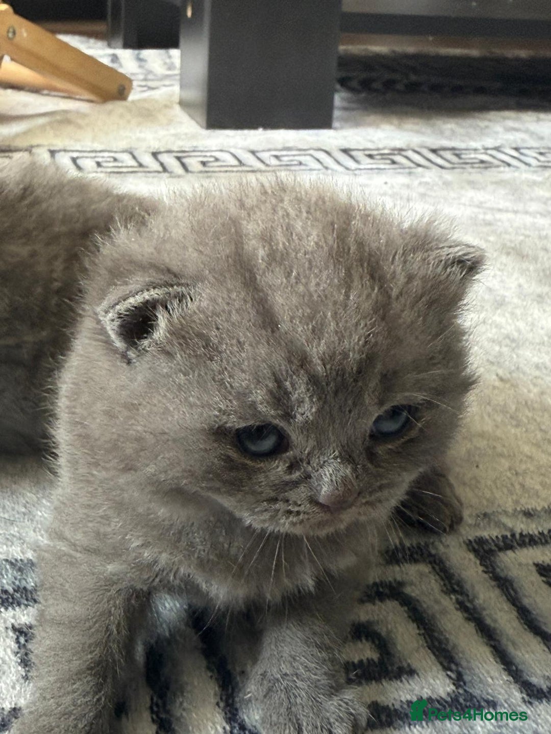 British Shorthair cats for sale: Five cute and naughty kittens for sale - Image 8