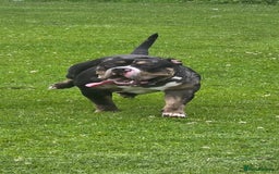 American Bully dogs for stud: Black merle Pocket bull stud  - Image 3
