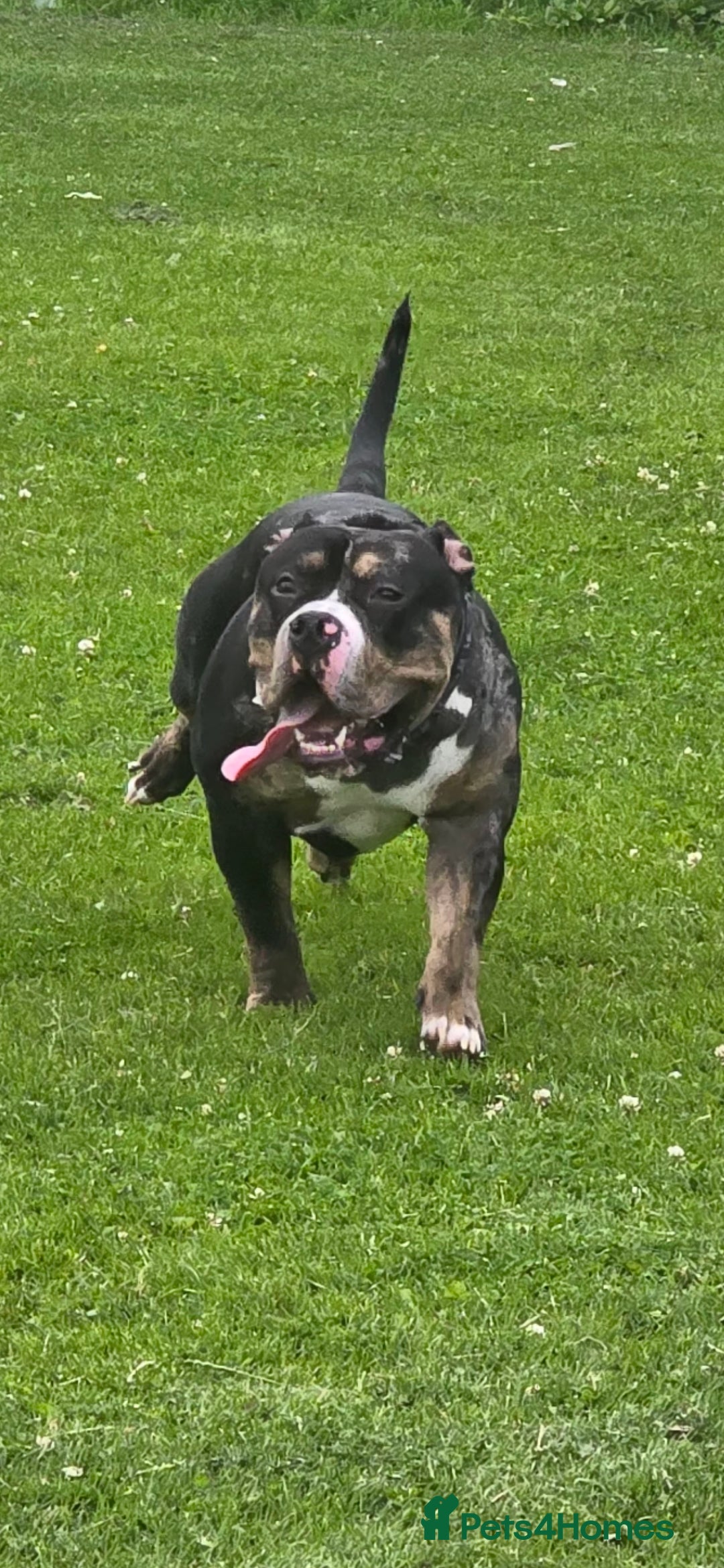 American Bully dogs for stud: Black merle Pocket bull stud  - Image 3
