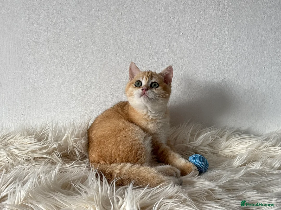 British Shorthair cats for sale: TICA Beautiful British Shorthair Kittens - Advert 1