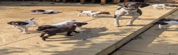 German Shorthaired Pointer dogs for sale: Beautiful German short haired pointer puppy's  - Advert 11