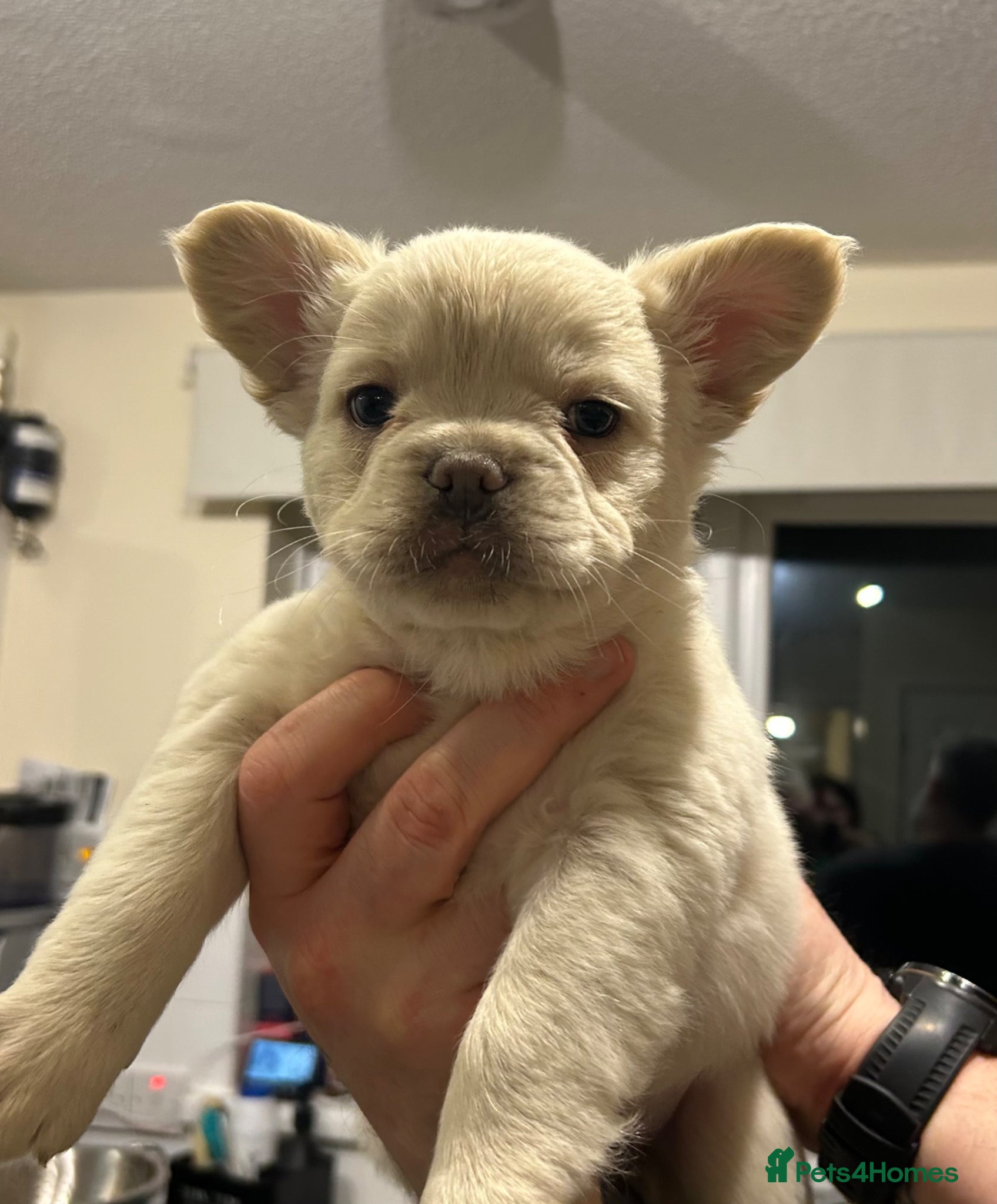 French Bulldog dogs Rare Fluffy French Bulldog Puppies –KC Registered  - Advert 1