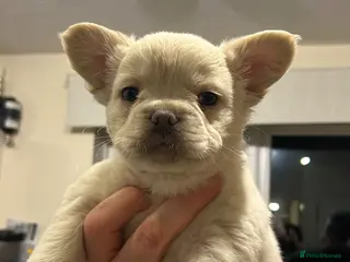 French Bulldog dogs Rare Fluffy French Bulldog Puppies –KC Registered - Advert 1