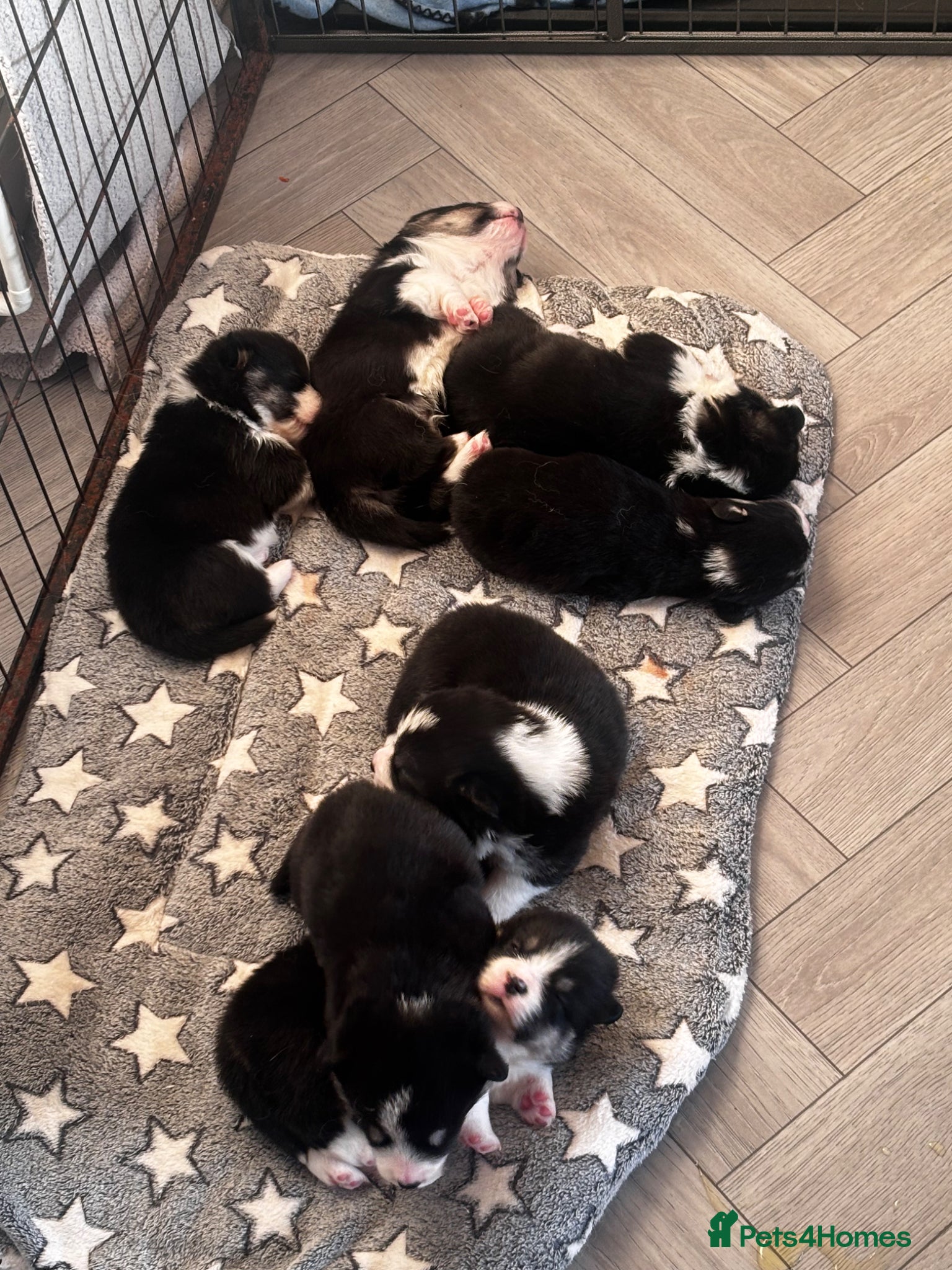 Welsh Corgi Pembroke dogs for sale: Stunning champion breed Tri Corgi Puppies  - Advert 11