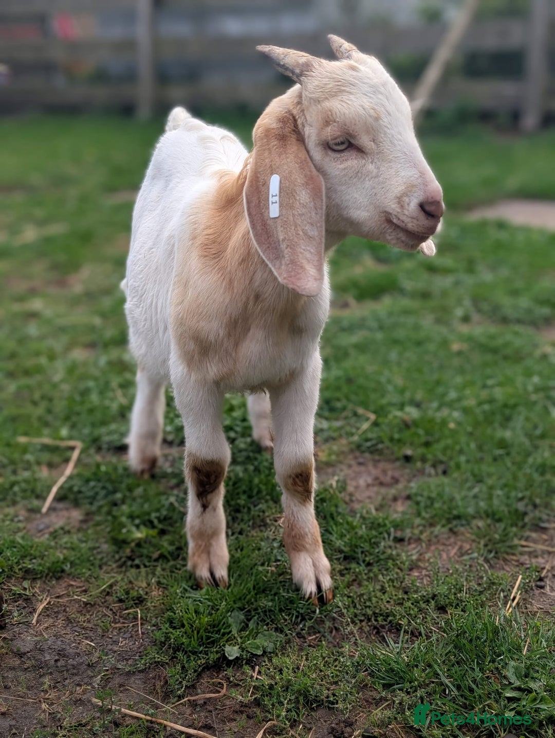 Goats livestock for sale: Boer Kids - Image 11
