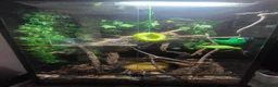 Frog reptiles for sale: Whites tree frogs x 3 and full set up - Advert 1