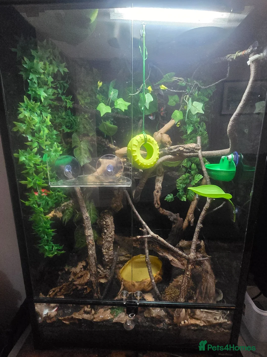 Frog reptiles for sale: Whites tree frogs x 3 and full set up - Advert 1