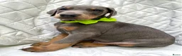 Dobermann dogs for sale: *KC REGISTERED* HEALTH TESTED DOBERMAN PUPPIES* - Advert 13