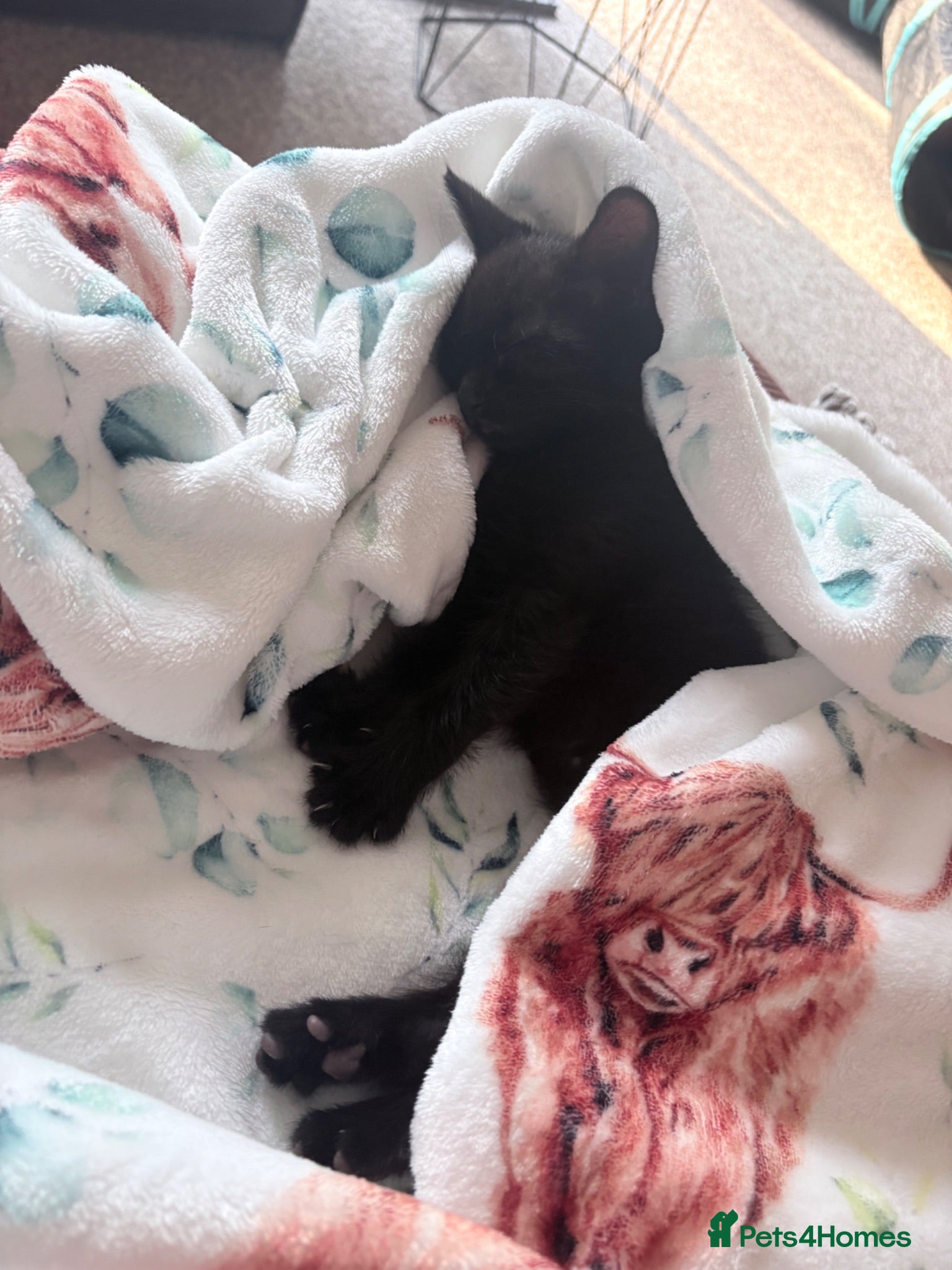 Mixed Breed cats Vaccinated black female kitten  - Advert 2