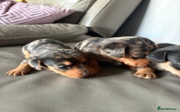 Mixed Breed dogs for sale: Jack Russel/miniature Datchound - Image 17