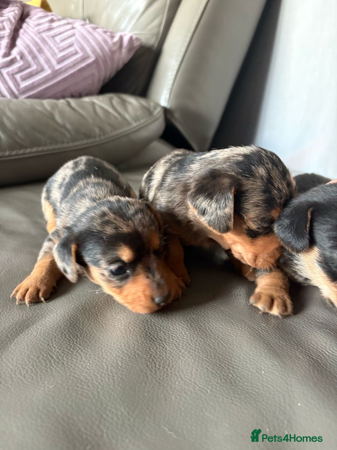 Mixed Breed dogs for sale: Jack Russel/miniature Datchound - Image 17