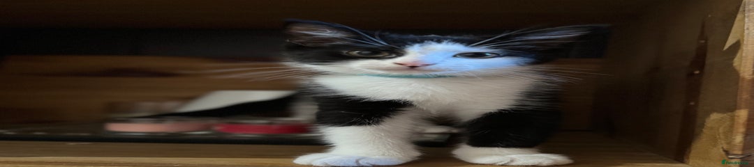 Mixed Breed Kitten ice