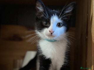 Mixed Breed cats for sale - Advert 1