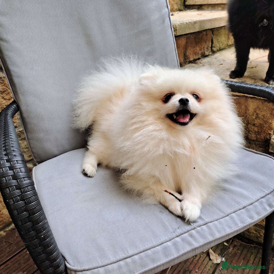 Pomeranian dogs for sale: Purebred Pomeranian Puppy male KC Reg - Image 2