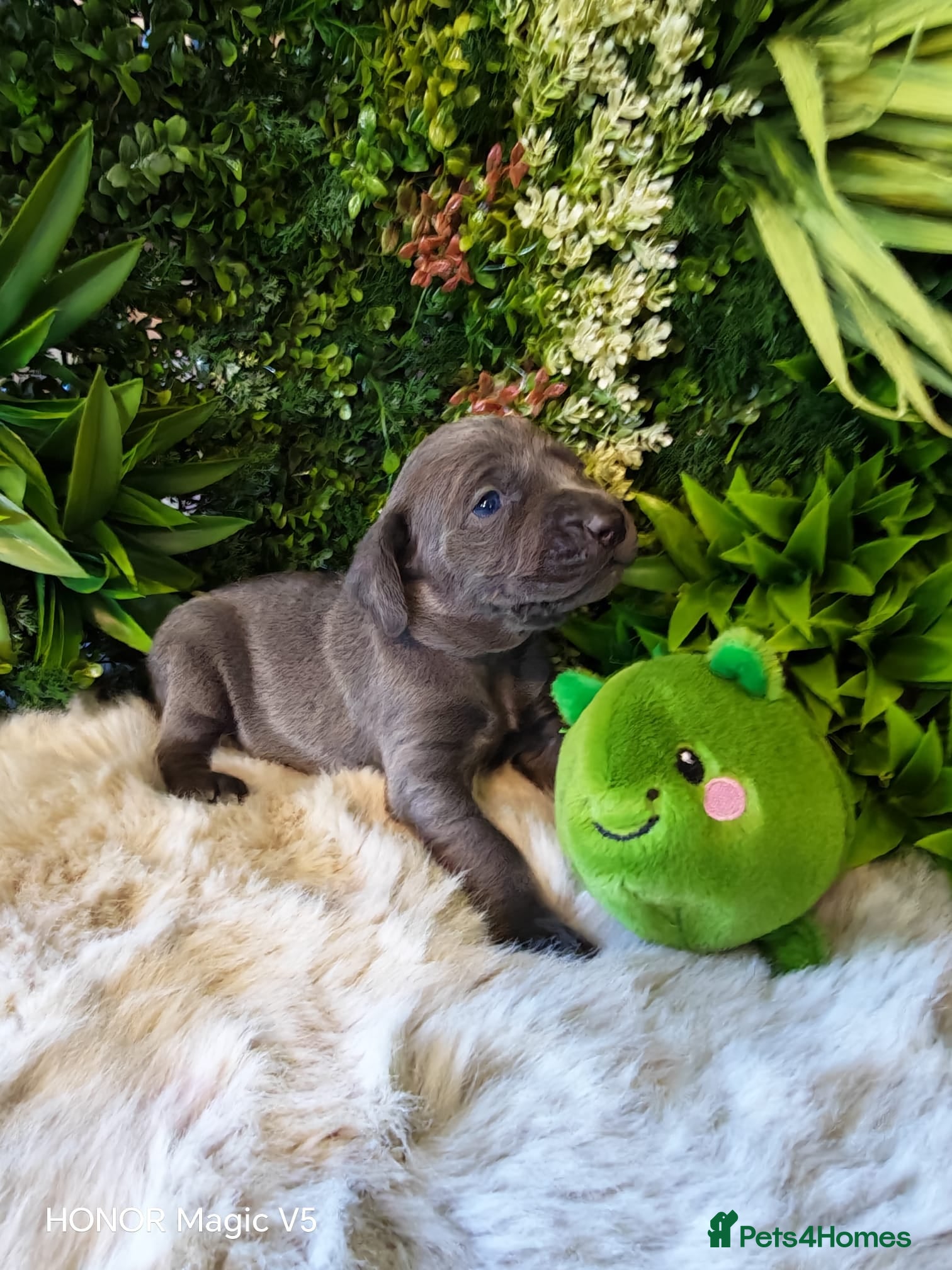 Weimaraner dogs for sale: ✨KC Weimaraner litter  from Champion Bloodlines ✨ - Advert 1