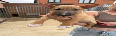 Miniature Bull terrier 6