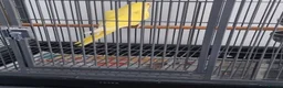 Ringnecks birds for sale: Beautiful lutino young talking parrot  - Advert 2