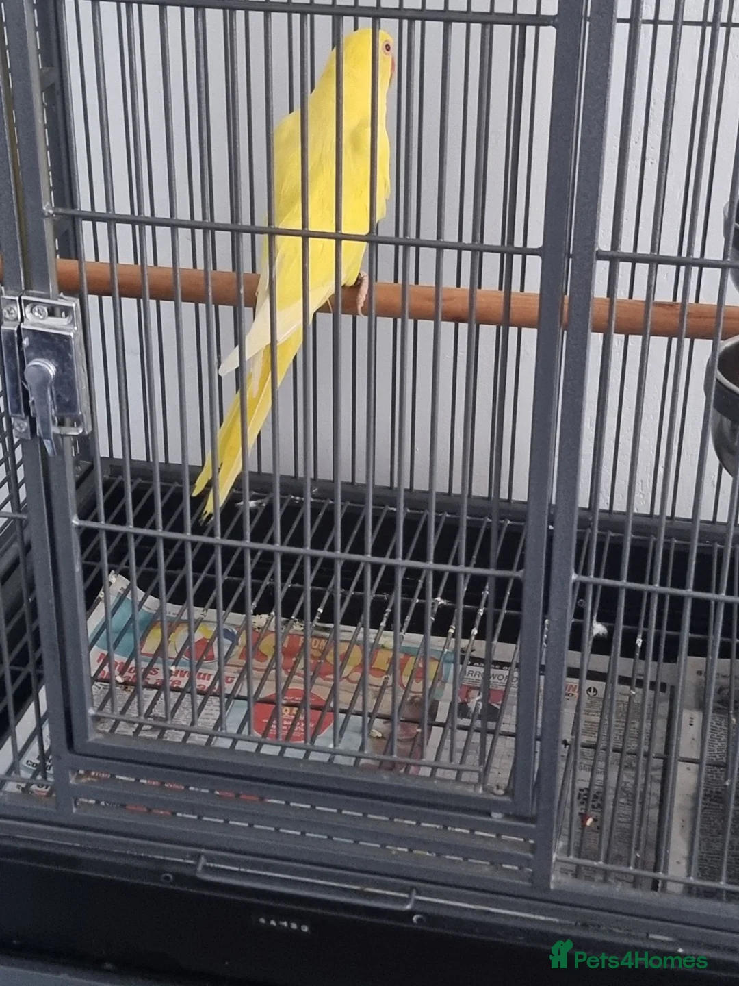 Ringnecks birds for sale: Beautiful lutino young talking parrot  - Advert 2
