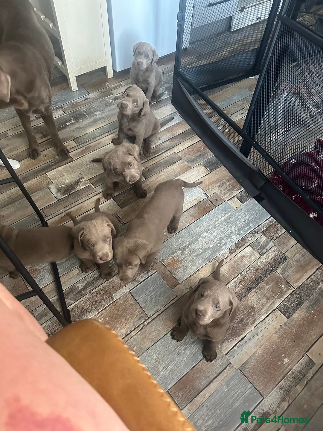 Labrador Retriever dogs for sale: Silver labradors *READY TO LEAVE* - Image 10