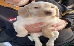 Cocker Spaniel dogs for sale: Amazing Chunky Working Cocker spaniel Puppies - Image 14