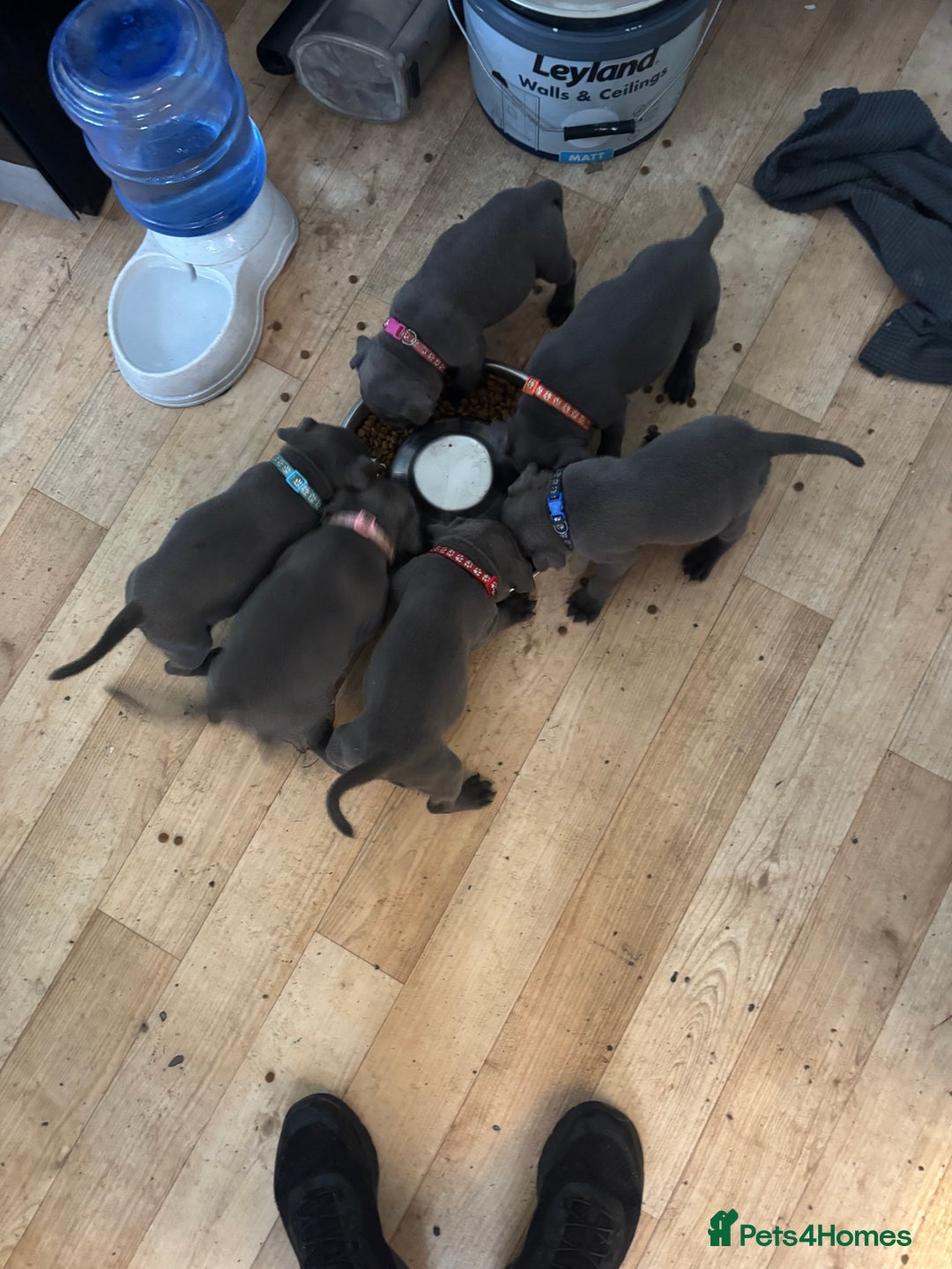 Staffordshire Bull Terrier dogs for sale: 6 x stunning blue eyed staffs puppies - Image 7