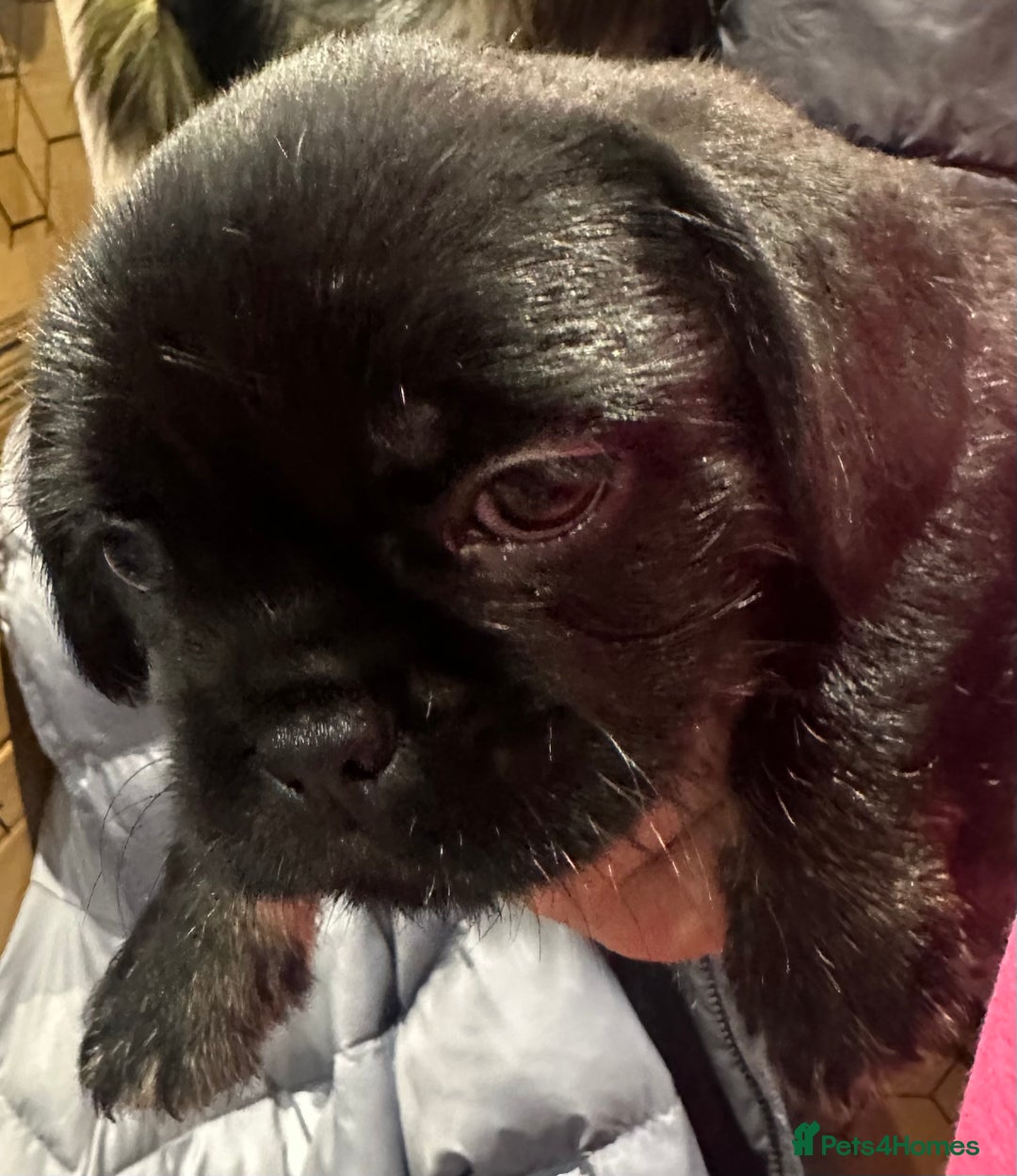 Mixed Breed dogs for sale: Frenchie X - Image 4
