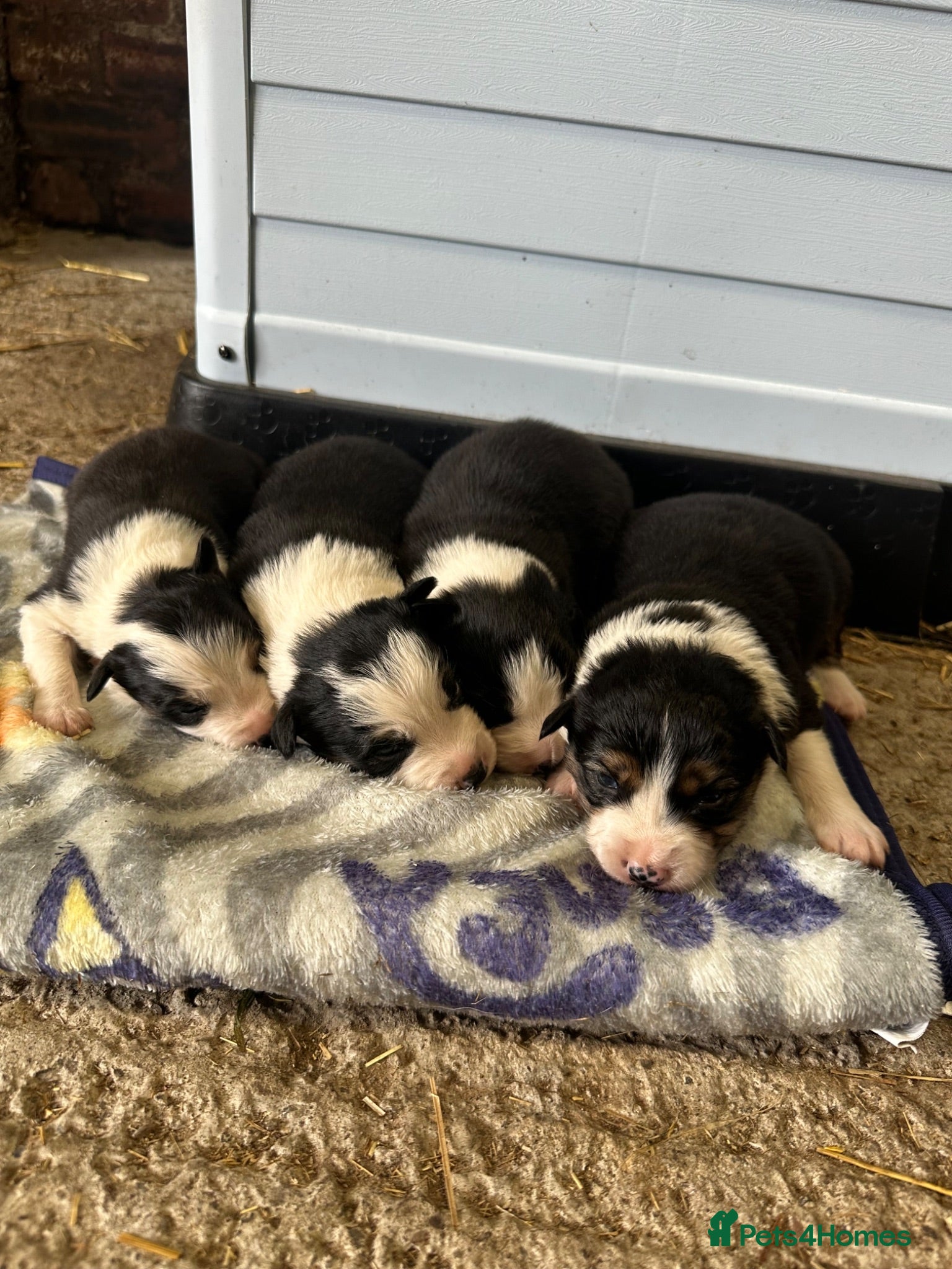 Border Collie dogs  Stunning Border Collie Puppies - Advert 1