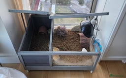 Tortoise reptiles for sale: Friendly Tortoise Looking for a Loving Home  - Image 2