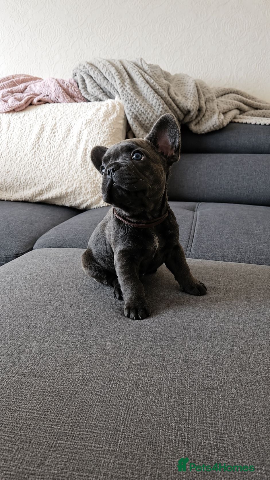 French Bulldog dogs 3 boys left! KC health tested lines! - Advert 2