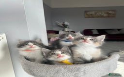 Ragdoll cats for sale: Four Lovely Ragdoll Cats  - Image 7