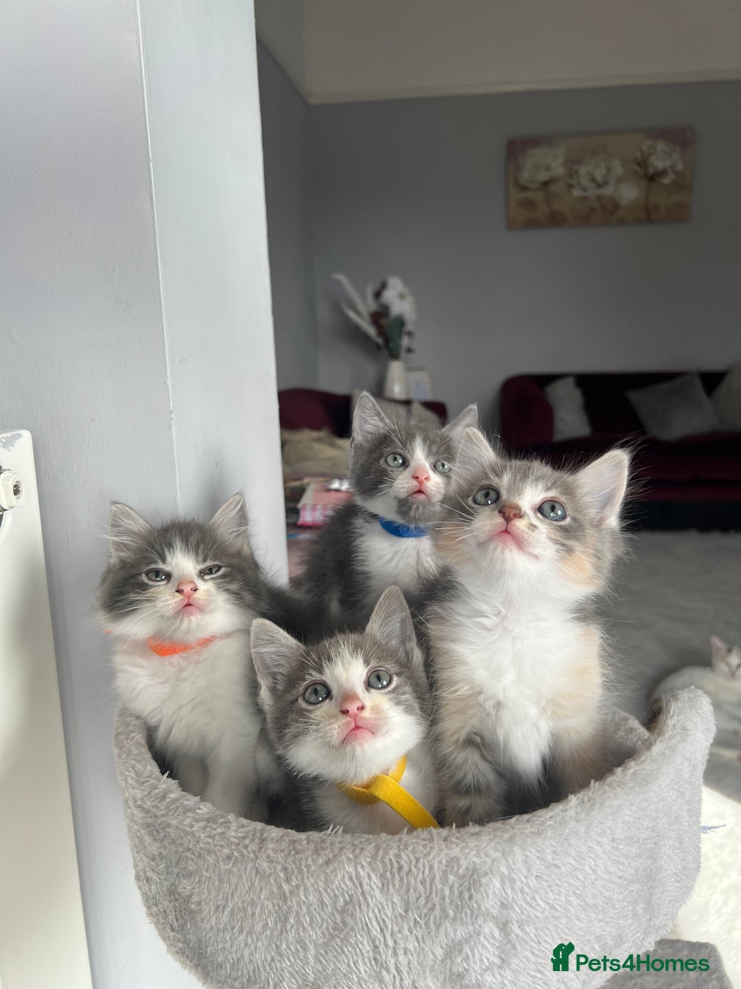 Ragdoll cats for sale: Four Lovely Ragdoll Cats  - Image 7