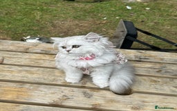 Persian cats for sale: Princess LOLA 💞 - Image 5