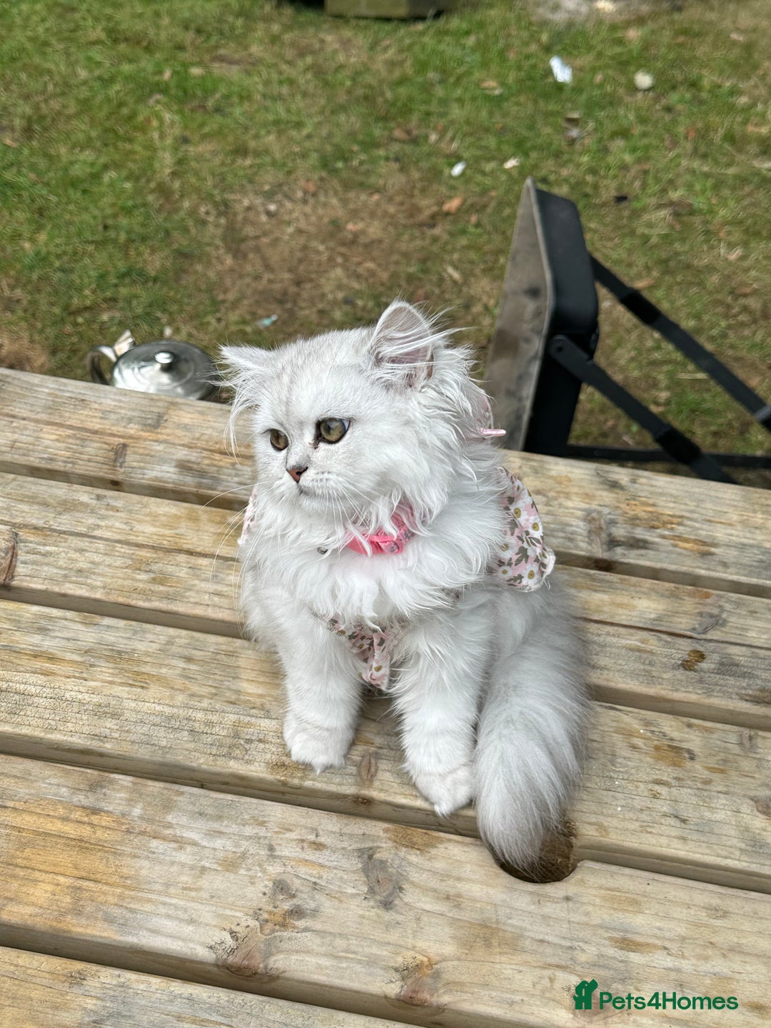 Persian cats for sale: Princess LOLA 💞 - Image 5