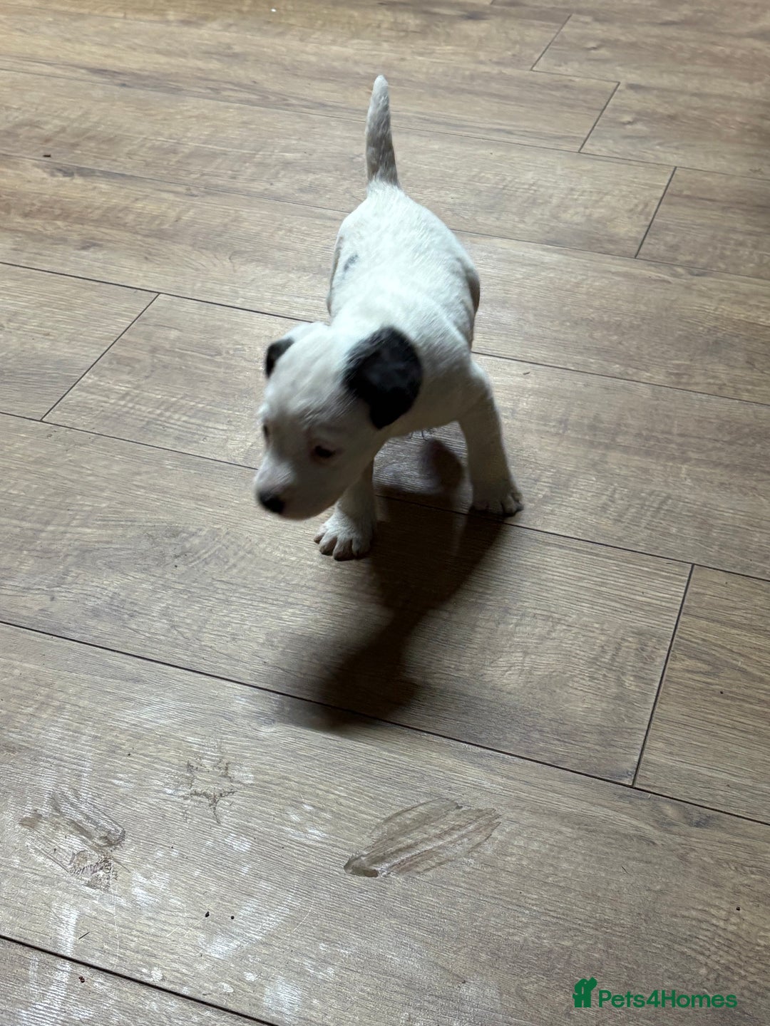 Jack Russell dogs for sale: Lovely jack Russel puppies - Advert 4