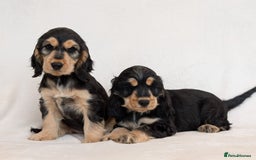 Cocker Spaniel dogs for sale: Stunning Show Cocker Spaniel puppies - Image 4