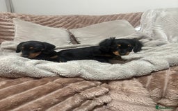 Miniature Dachshund dogs for sale: miniature dachshund puppy - Image 3
