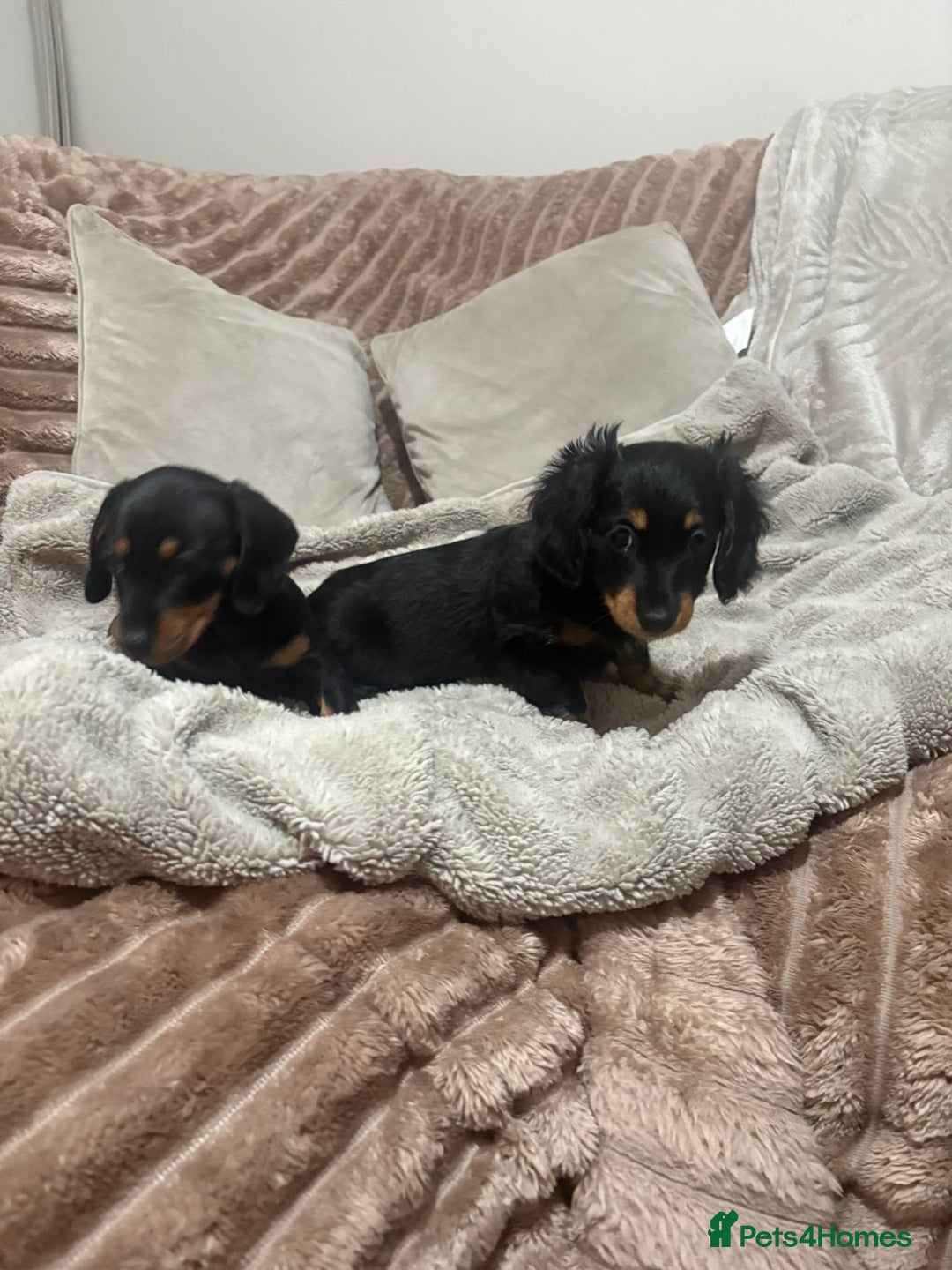 Miniature Dachshund dogs for sale: miniature dachshund puppy - Image 3