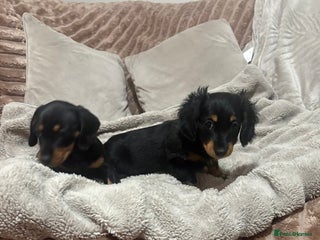 Miniature Dachshund dogs - Advert 4