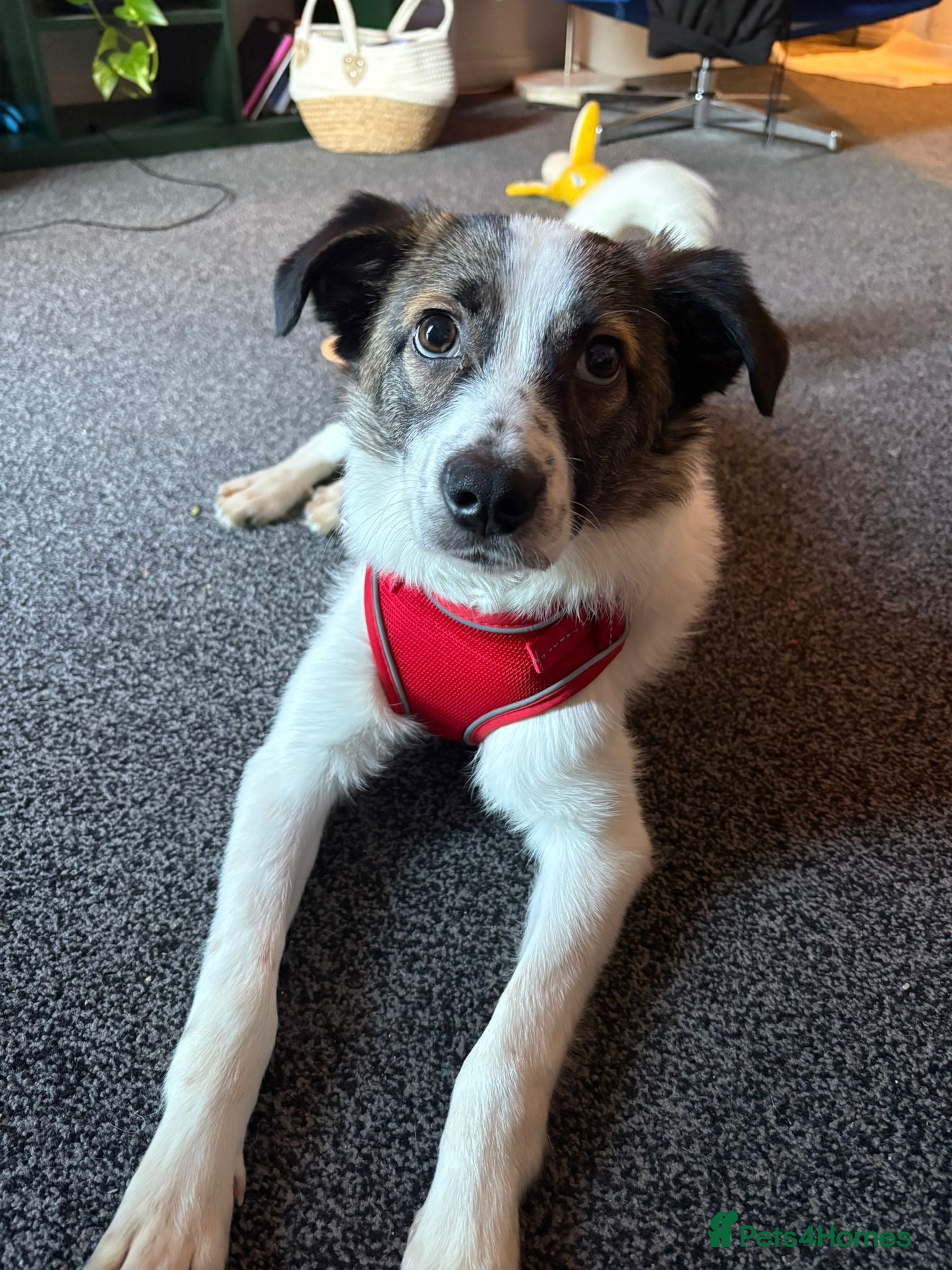 Mixed Breed dogs Silver  - Advert 18