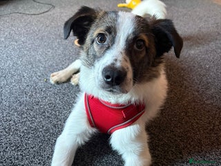 Mixed Breed dogs Silver - Advert 1