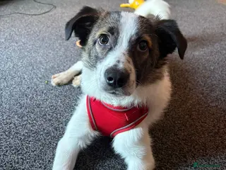 Mixed Breed dogs Silver - Advert 16