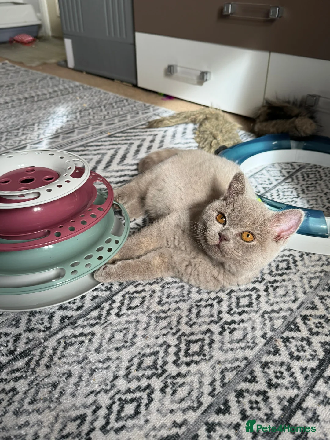 British Shorthair cats for sale: Multicolour GCCF Registered BSH kittens - Advert 1