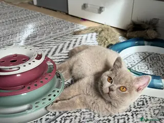 British Shorthair cats Multicolour GCCF Registered BSH kittens - Advert 3