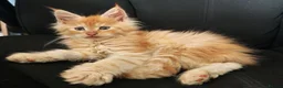 Maine Coon cats for sale: 6 Maine Coon kittens for sale  - Advert 14