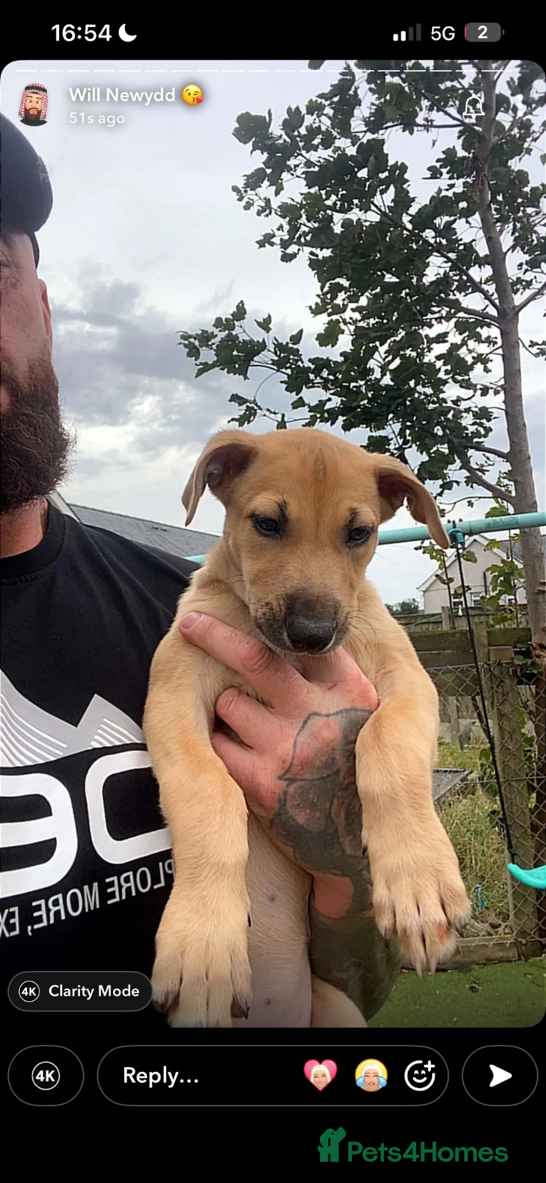 Lurcher dogs for sale: Wheaten bull greyhound - Advert 2