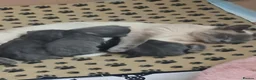 Mixed Breed cats for sale: 3 grey and white kittens  - Advert 5