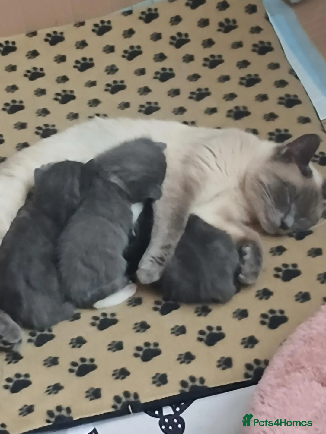 Mixed Breed cats for sale: 3 grey and white kittens  - Advert 5
