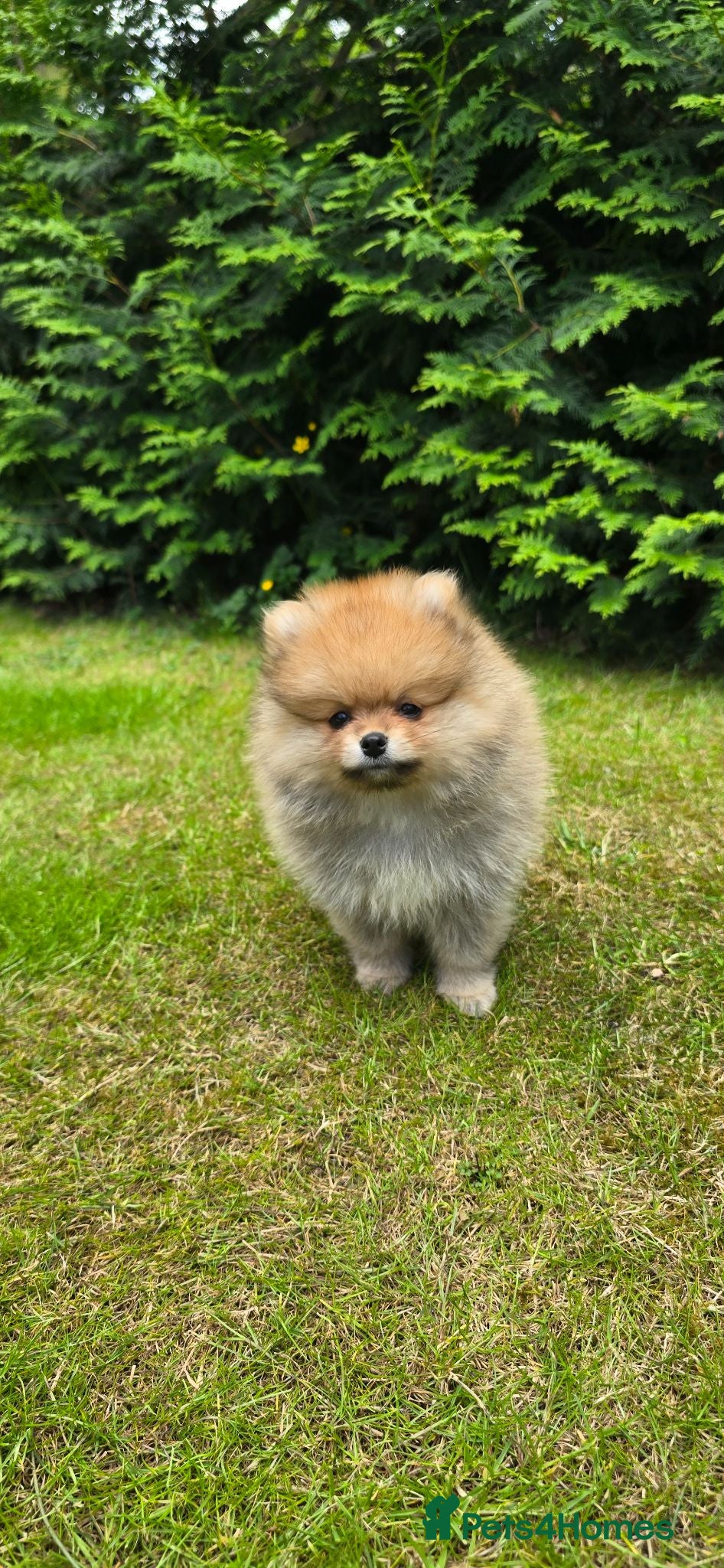Pomeranian dogs Xclusive KC register pomeranian puppies - Advert 2